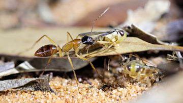 Wallpaper thumb: Carpenter Ant (Camponotus sp)